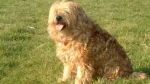 Dutch Smoushond Dog photo