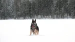 East-European Shepherd Dog photo