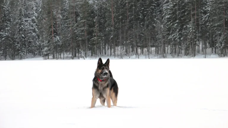 East-European Shepherd Dog photo