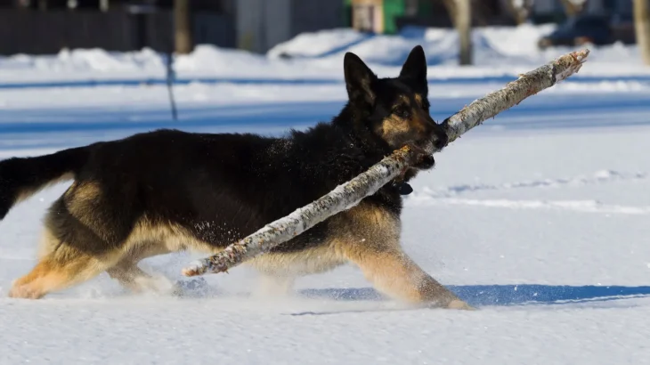 East-European Shepherd Dog photo