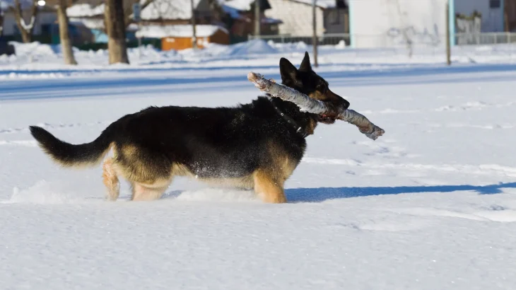 East-European Shepherd Dog photo