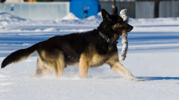 East-European Shepherd Dog photo