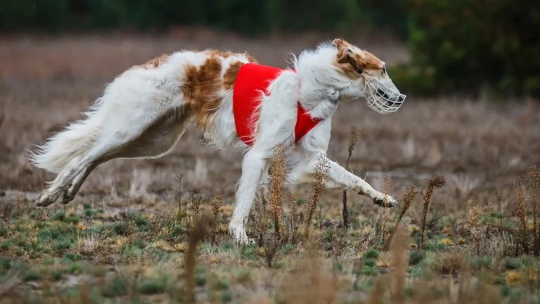 East Russian Coursing Hound Dog photo