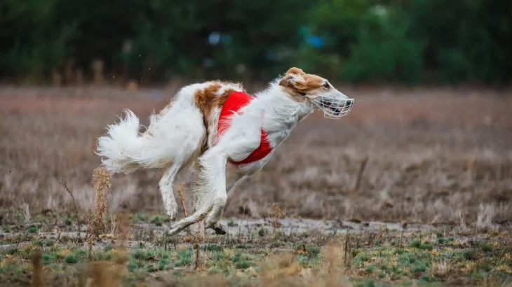East Russian Coursing Hound Dog photo