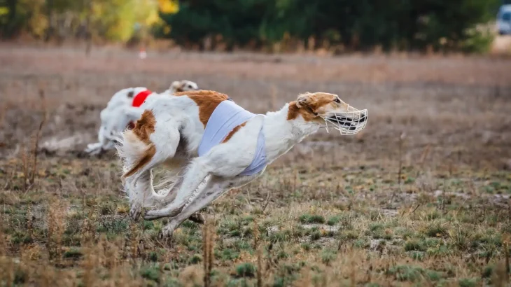 East Russian Coursing Hound Dog photo