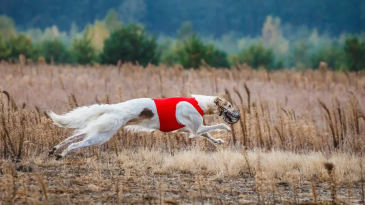 East Russian Coursing Hound Dog photo