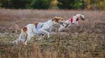 East Russian Coursing Hound Dog photo