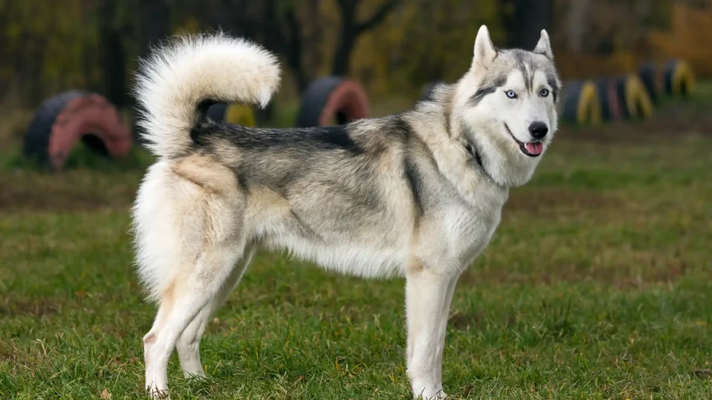 East Siberian Laika Dog photo