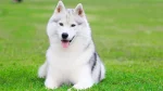 East Siberian Laika Dog photo