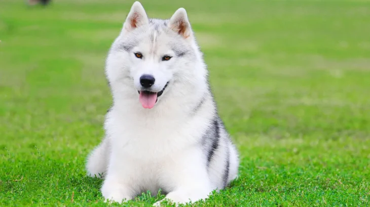 East Siberian Laika Dog photo