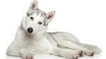 East Siberian Laika Dog photo
