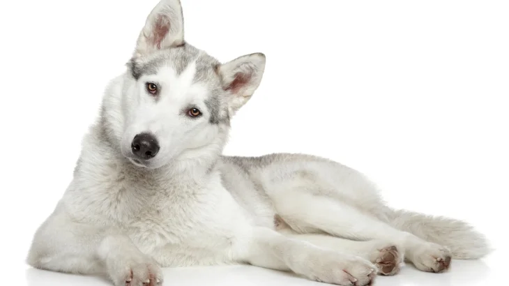 East Siberian Laika Dog photo