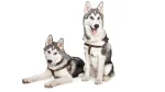East Siberian Laika Dog photo