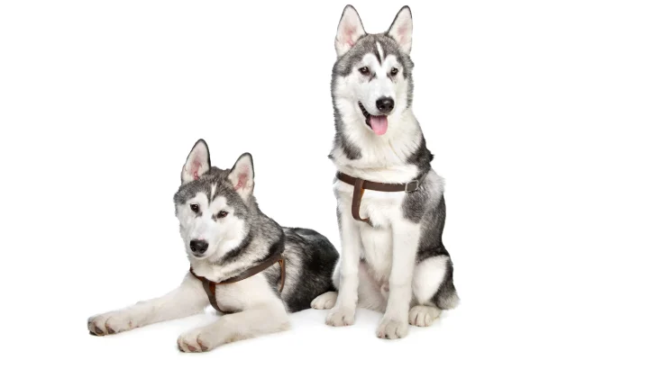 East Siberian Laika Dog photo