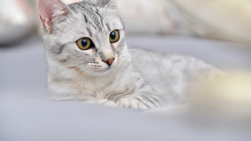 Mau Egiziano Cat photo