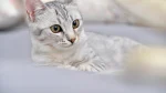 Mau Egiziano Cat photo