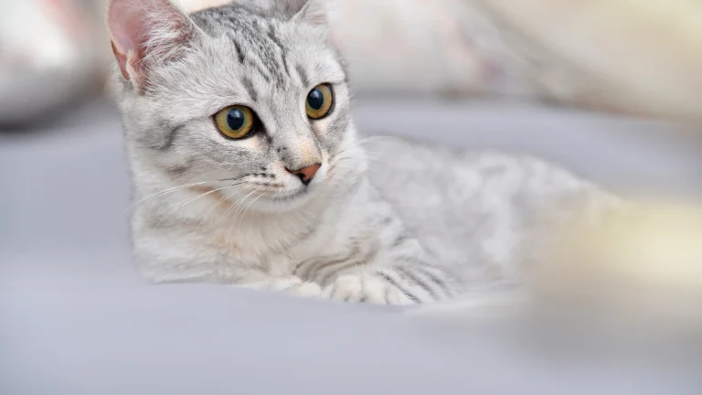 Mau Egiziano Cat photo