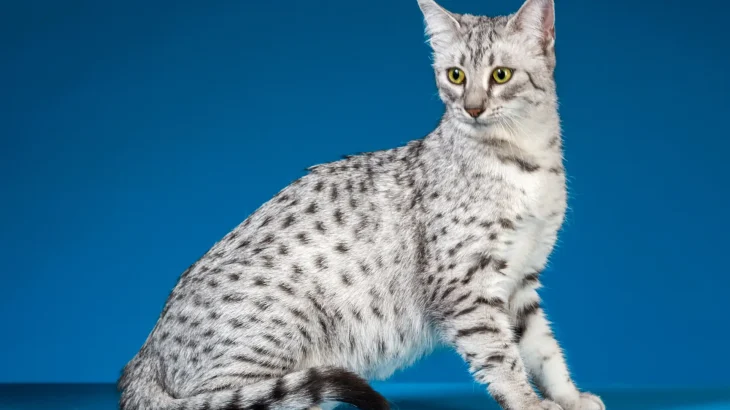 Mau Egiziano Cat photo