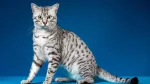 Mau Egiziano Cat photo
