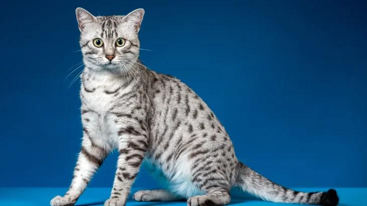 Mau Egiziano Cat photo