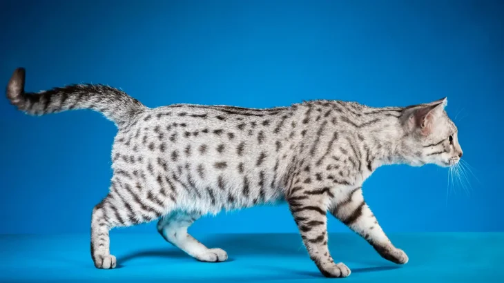 Mau Egiziano Cat photo