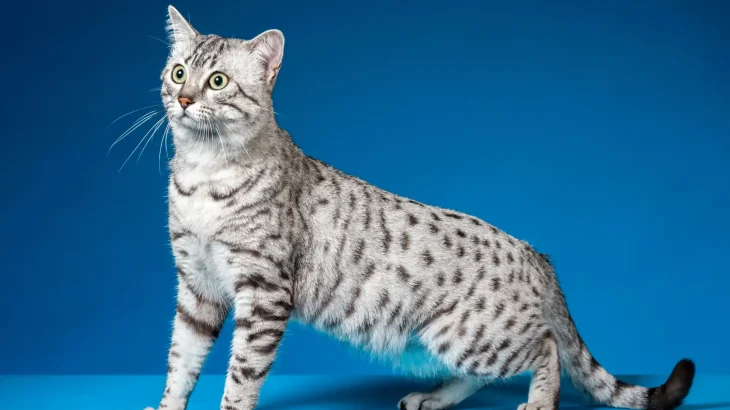 Mau Egiziano Cat photo