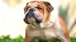 English Bulldog Dog photo