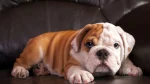 English Bulldog Dog photo