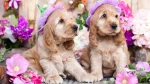 English Cocker Spaniel Dog photo