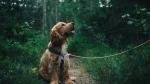 English Cocker Spaniel Dog photo