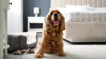 English Cocker Spaniel Dog photo