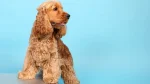 English Cocker Spaniel Dog photo