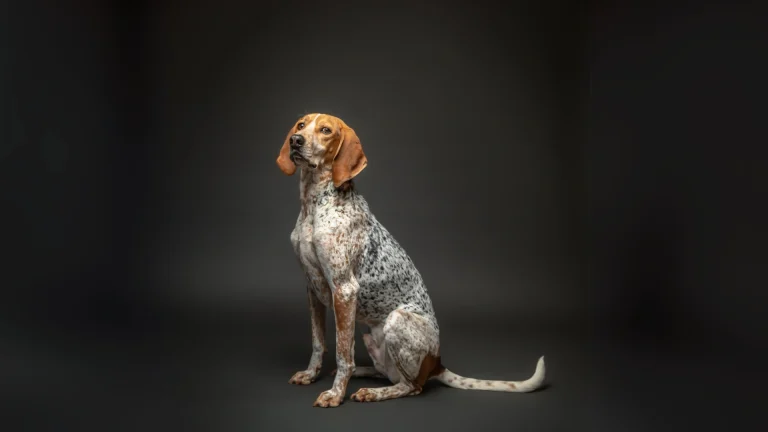 English Coonhound Dog photo
