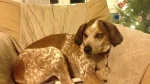 English Coonhound Dog photo