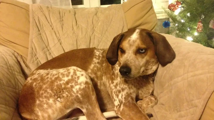 English Coonhound Dog photo