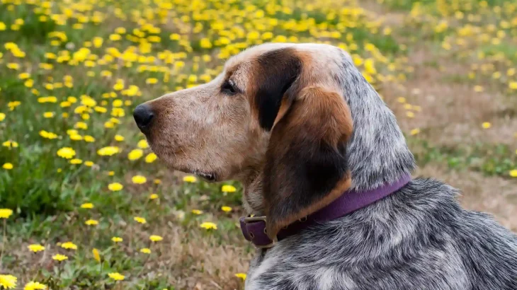 English Coonhound Dog photo