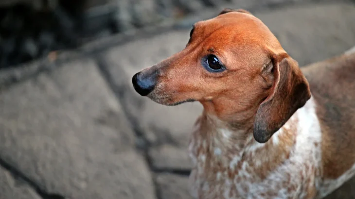 English Coonhound Dog photo