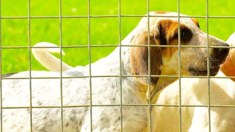 English Foxhound Dog photo