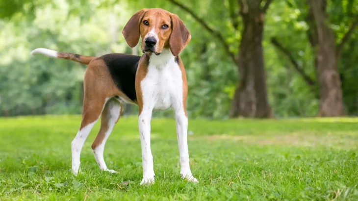 English Foxhound Dog photo