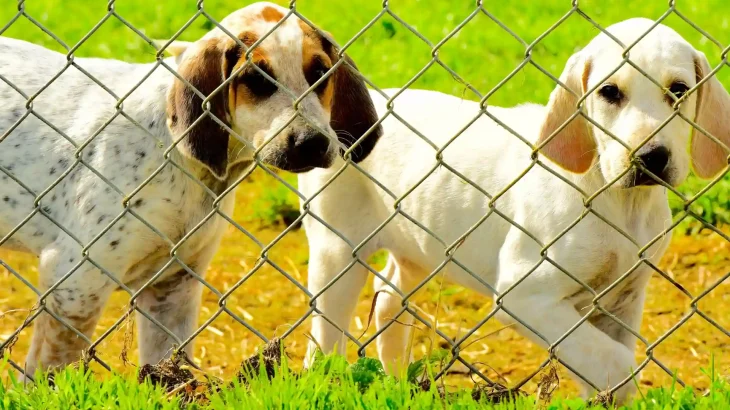 English Foxhound Dog photo