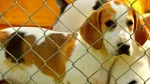 English Foxhound Dog photo
