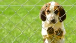 English Foxhound Dog photo
