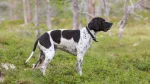 English Pointer Dog photo