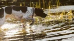 English Pointer Dog photo