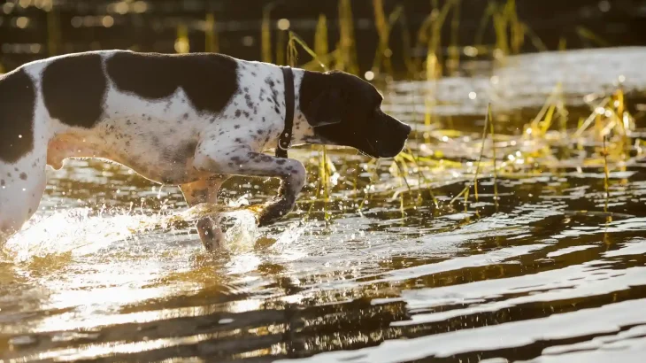 English Pointer Dog photo