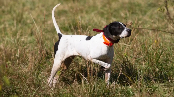 English Pointer Dog photo