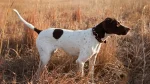 English Pointer Dog photo