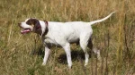 English Pointer Dog photo