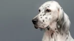 Seter Angielski Dog photo
