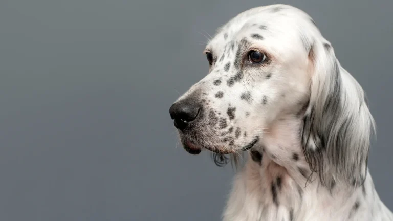 Seter Angielski Dog photo
